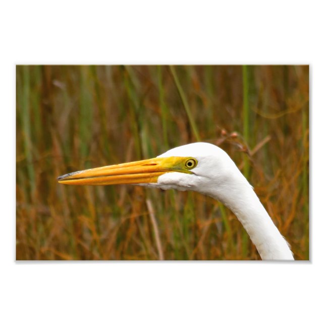 Great Egret Photo Print (Front)