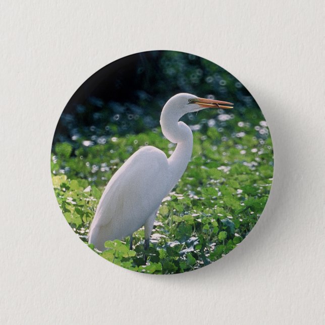Great Egret Pinback Button (Front)