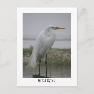 Great Egret Postcard