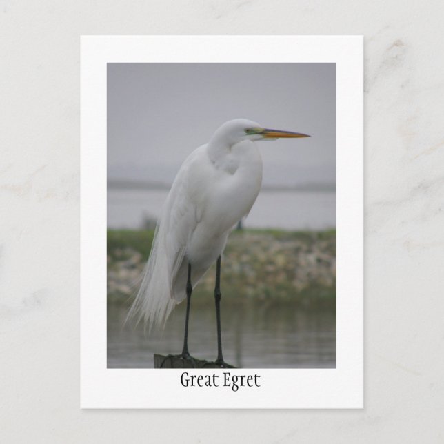 Great Egret Postcard (Front)