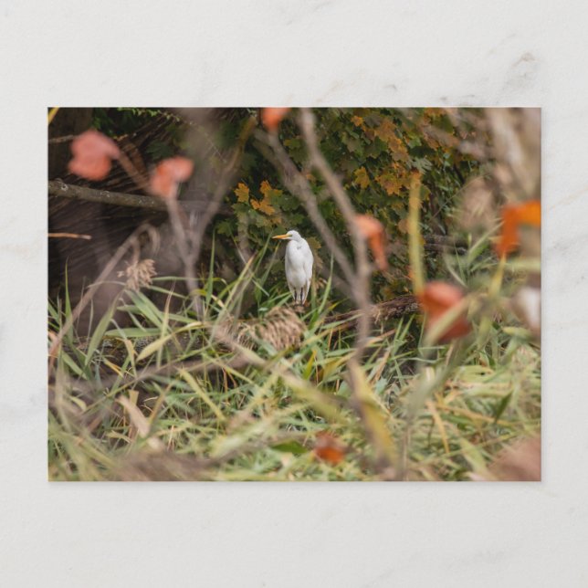 Great Egret Postcard (Front)