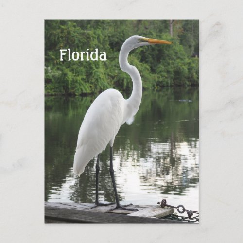 great egret postcard