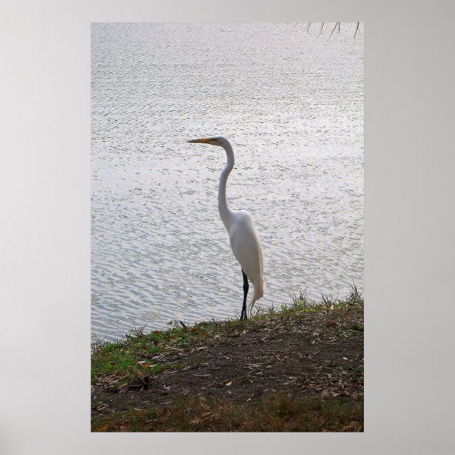 Great Egret Poster (Front)