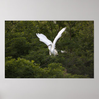 Great Egret Spreading Wings Poster 