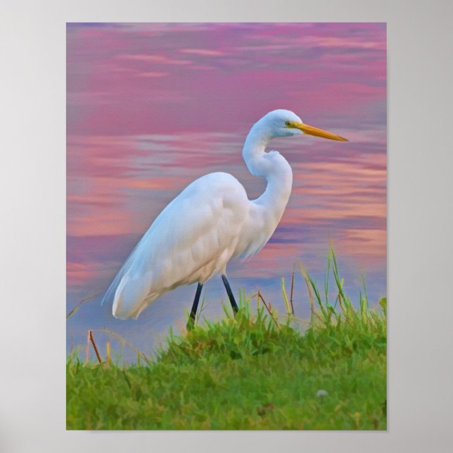 Great Egret Strolling at Sunrise Poster (Front)