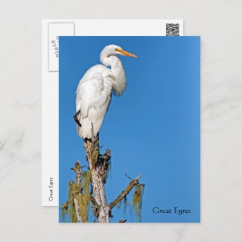 Great Egret Wildlife Series # 22 Postcard by FalconsEye at Zazzle