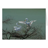 Great Egrets (Front Horizontal)