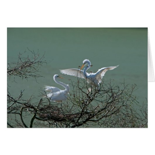 Great Egrets Cards (Front Horizontal)