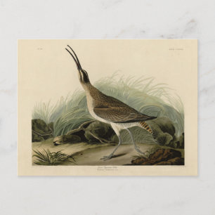 Great Esquimaux Curlew (Hudsonian) Audubon Birds Postcard