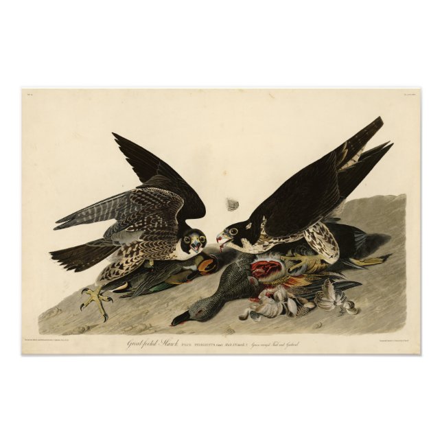 Great-footed Hawk from Audubon's Birds of America Photo Print (Front)