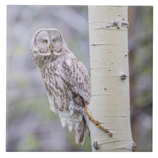 Great Gray Aspen Tree Branch Ceramic Tile (Front)