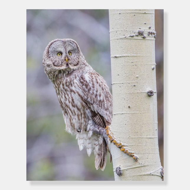 Great Gray Aspen Tree Branch Foam Board (Front)