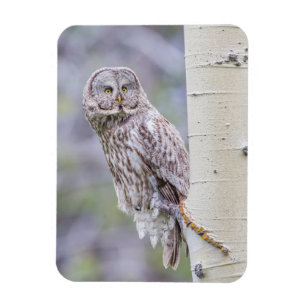 Great Gray Aspen Tree Branch Magnet