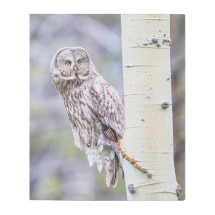 Great Gray Aspen Tree Branch Metal Print