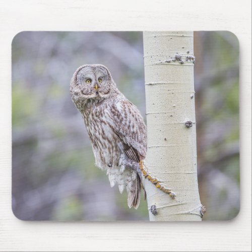 Great Gray Aspen Tree Branch Mouse Pad