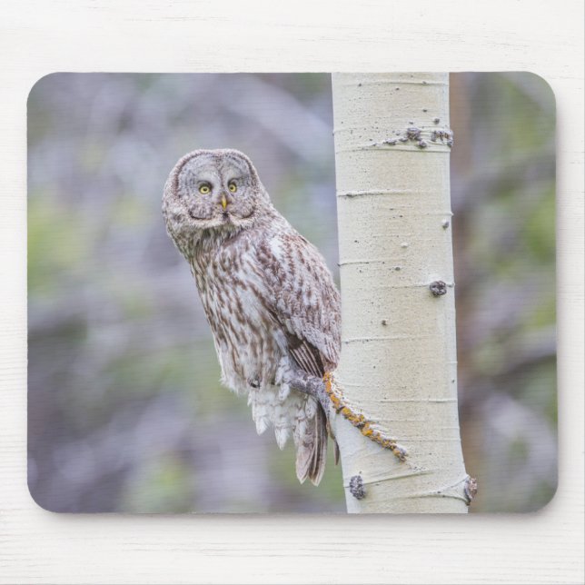 Great Gray Aspen Tree Branch Mouse Pad (Front)