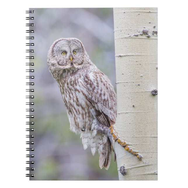 Great Gray Aspen Tree Branch Notebook (Front)