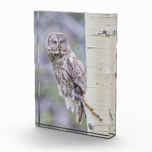 Great Gray Aspen Tree Branch Photo Block