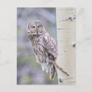 Great Gray Aspen Tree Branch Postcard