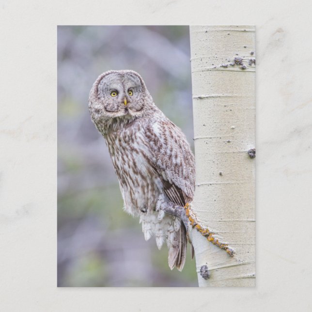 Great Gray Aspen Tree Branch Postcard (Front)