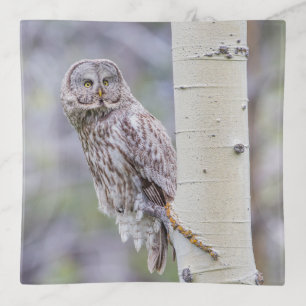 Great Gray Aspen Tree Branch Trinket Tray