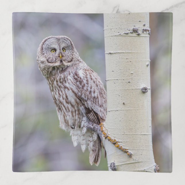 Great Gray Aspen Tree Branch Trinket Tray (Front)