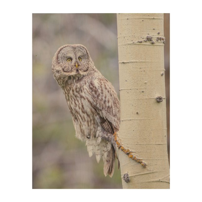 Great Gray Aspen Tree Branch Wood Wall Art (Front)