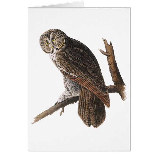 Great Gray Owl (Front)