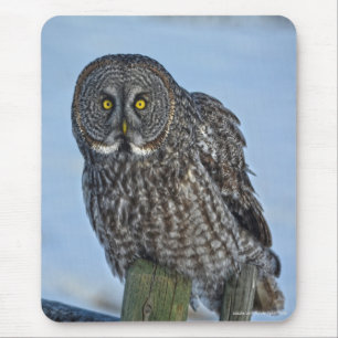 Great Gray Owl and Snow Wildlife Raptor Photo Mouse Pad
