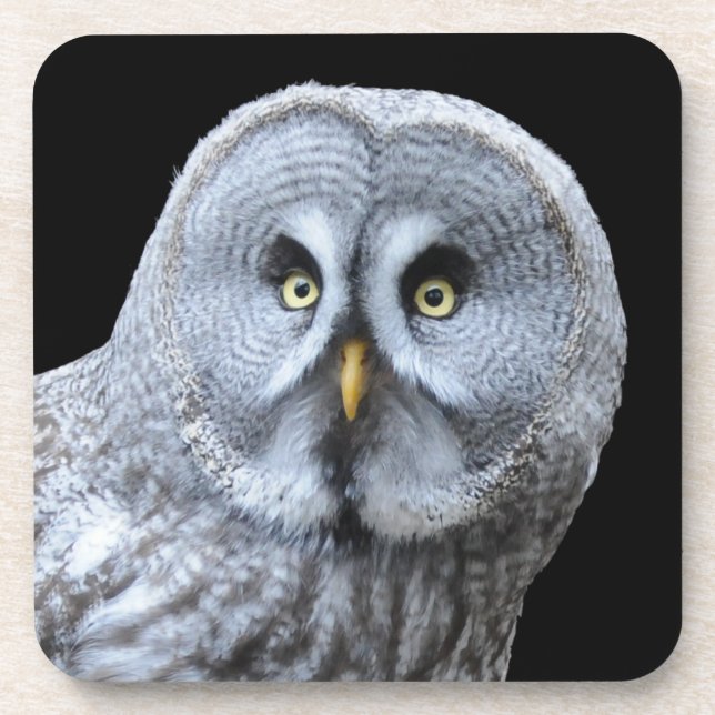 Great Gray Owl Beverage Coaster (Front)