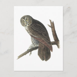 Great Gray Owl by Audubon Postcard