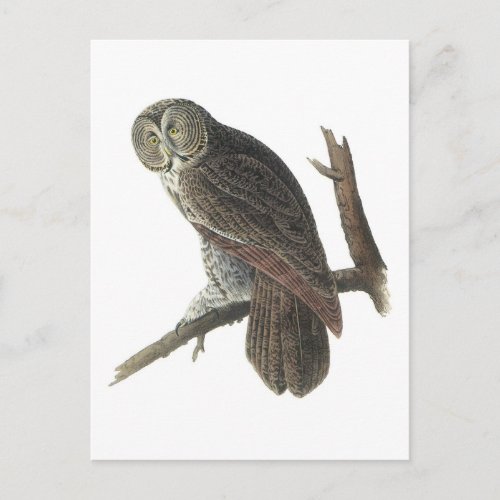 Great Gray Owl by Audubon Postcard