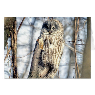Great Gray Owl - Creamy Brown Watcher Cards