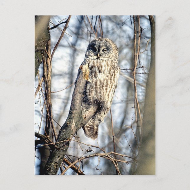 Great Gray Owl - Creamy Brown Watcher Postcard (Front)