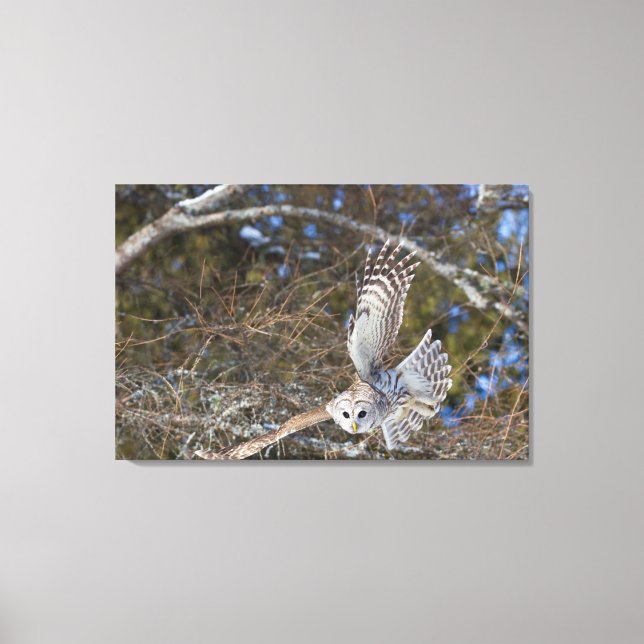 Great Gray Owl Flying Canvas Print (Front)