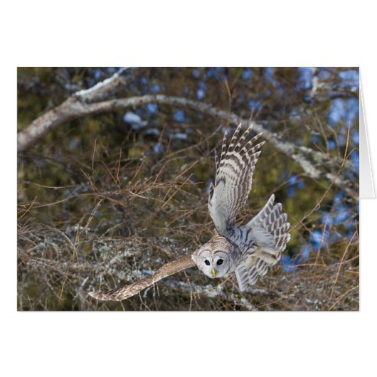 Great Gray Owl Flying Cards (Front Horizontal)