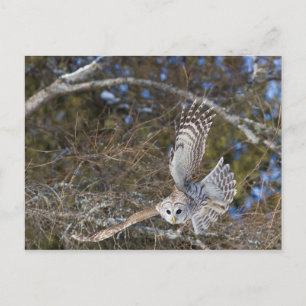 Great Gray Owl Flying Postcard