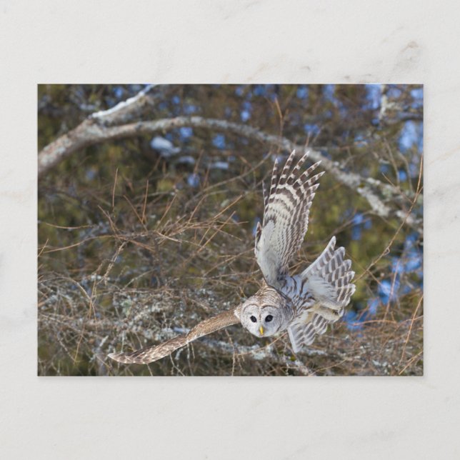 Great Gray Owl Flying Postcard (Front)