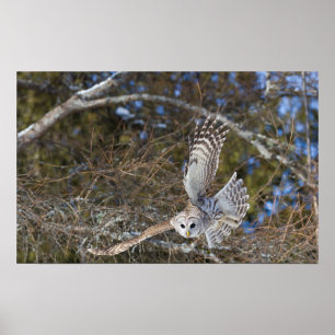 Great Gray Owl Flying Poster