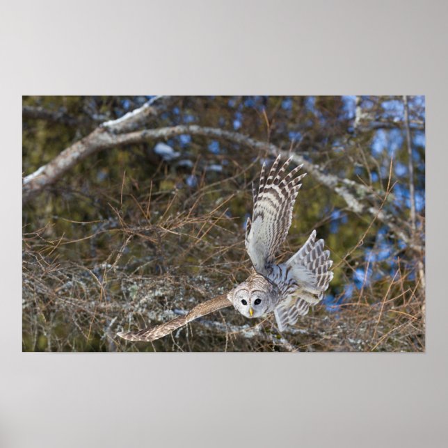 Great Gray Owl Flying Poster (Front)