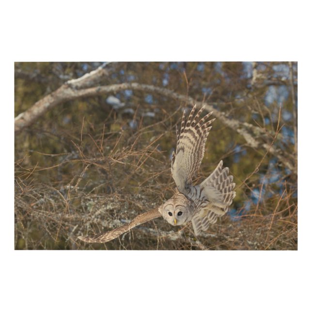 Great Gray Owl Flying Wood Wall Art (Front)