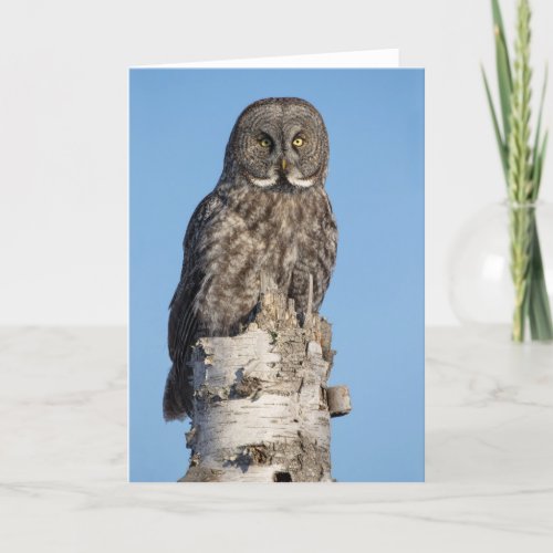 Great Gray Owl Greeting Card