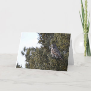 Great Gray Owl In A Pine Tree Blank Notecard
