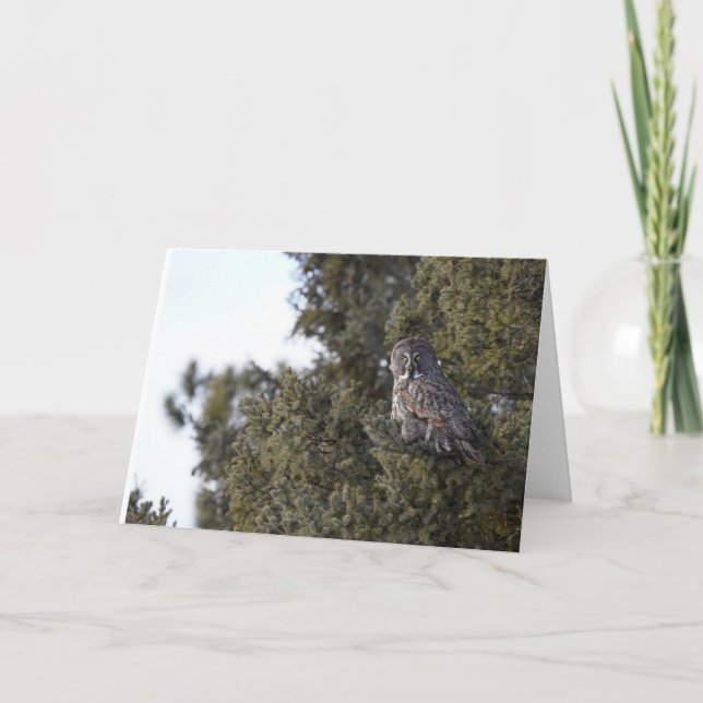 Great Gray Owl In A Pine Tree Blank Notecard (Front)