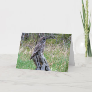 Great Gray Owl in the Wild Card