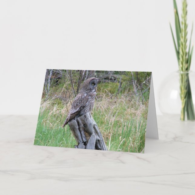 Great Gray Owl in the Wild Card (Front)