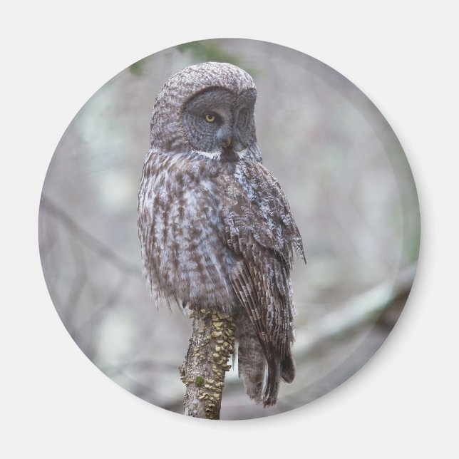 Great Gray Owl Magnet (Front)