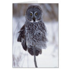 Great Gray Owl near Pine City MN,