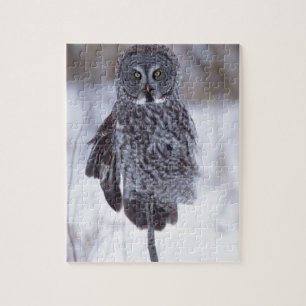 Great Gray Owl near Pine City MN, Jigsaw Puzzle