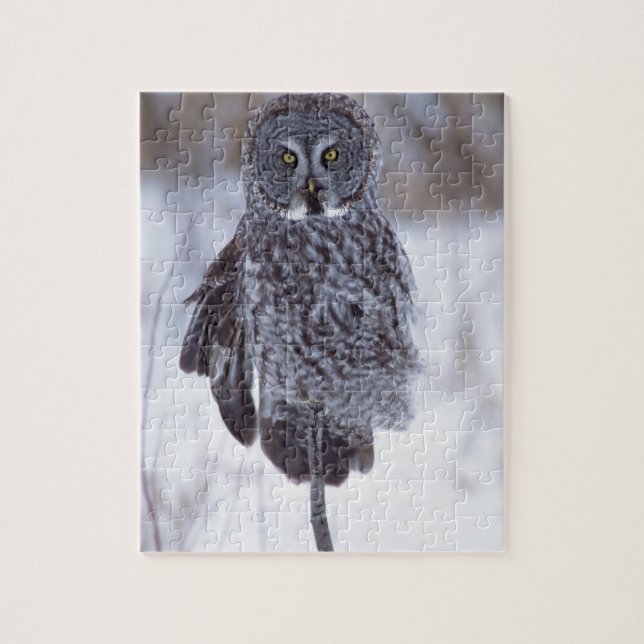 Great Gray Owl near Pine City MN, Jigsaw Puzzle (Vertical)